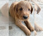 Small #8 Labradoodle