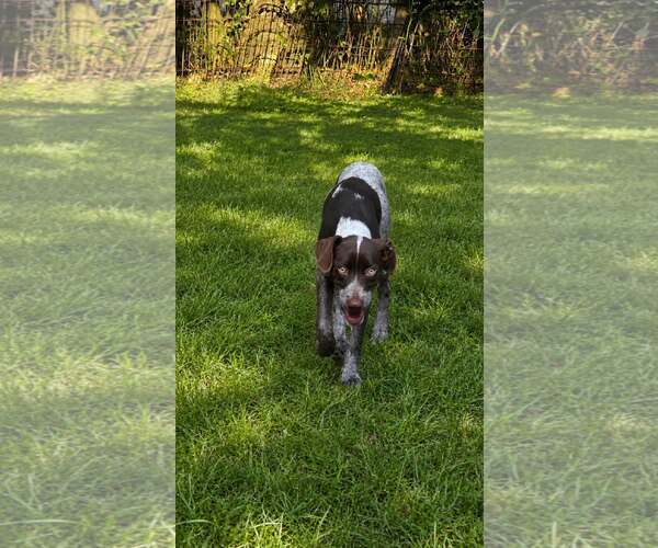 Medium Photo #2 German Shorthaired Pointer-Unknown Mix Puppy For Sale in Oakhurst, NJ, USA