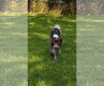 Small #1 German Shorthaired Pointer Mix
