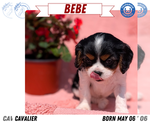 Small Photo #10 Cavalier King Charles Spaniel Puppy For Sale in GOSHEN, IN, USA