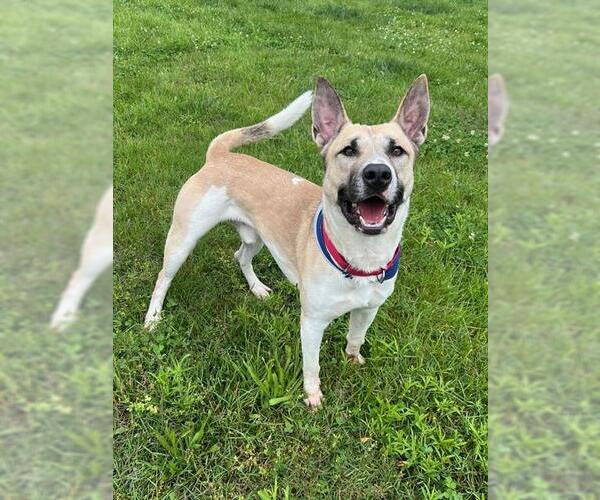 Medium Photo #4 Carolina Dog-Unknown Mix Puppy For Sale in Louisville, KY, USA