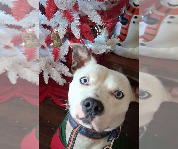 Medium Photo #1 American Pit Bull Terrier-Unknown Mix Puppy For Sale in Germantown, OH, USA