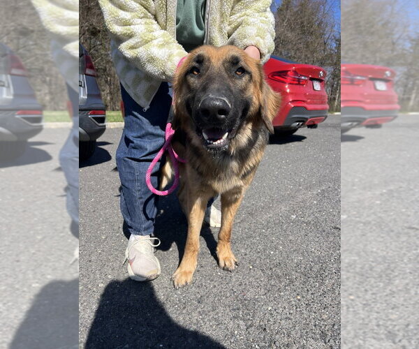 Medium Photo #1 Golden Shepherd Puppy For Sale in Brooklyn, NY, USA