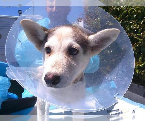 Medium Photo #1 Siberian Husky Puppy For Sale in Chula Vista, CA, USA