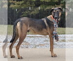 Small Photo #4 Mutt Puppy For Sale in Menifee, CA, USA