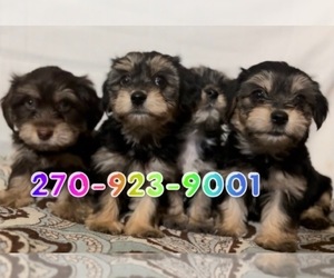 Poodle (Toy)-Yorkshire Terrier Mix Puppy for sale in EVANSVILLE, IN, USA