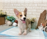 Small Photo #3 Pembroke Welsh Corgi Puppy For Sale in LOS ANGELES, CA, USA