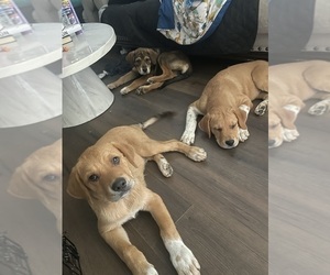 Great Pyrenees-Rottweiler Mix Puppy for sale in WARREN, MI, USA