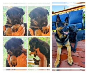 Shepradors Puppy for sale in WILLIAMSTOWN, KY, USA