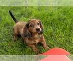 Small #5 Dachshund