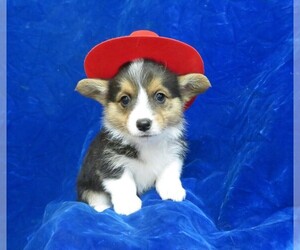 Pembroke Welsh Corgi Puppy for sale in NORWOOD, MO, USA