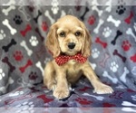 Small #5 Cocker Spaniel