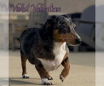 Small #2 Dachshund