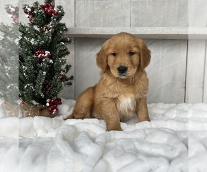 Golden Retriever Puppy for sale in FREDERICKSBURG, OH, USA