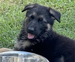 Small Photo #29 German Shepherd Dog Puppy For Sale in WINONA, MN, USA