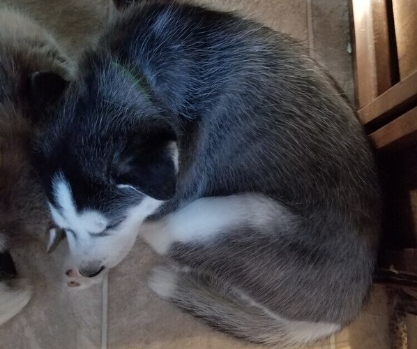 Medium Photo #1 Siberian Husky Puppy For Sale in CROSBY, ND, USA