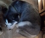 Small Photo #1 Siberian Husky Puppy For Sale in CROSBY, ND, USA