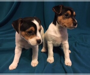 Jack Russell Terrier Puppy for sale in BATON ROUGE, LA, USA