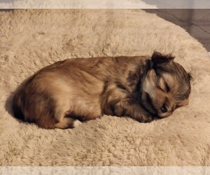YorkiePoo Puppy for sale in BLUE MOUND, TX, USA