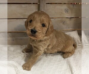 Goldendoodle-Poodle (Miniature) Mix Puppy for sale in NARVON, PA, USA