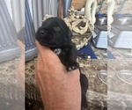 Small #5 Schnauzer (Miniature)