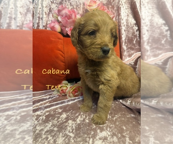 Medium Photo #8 Goldendoodle Puppy For Sale in SAINT CLOUD, MN, USA