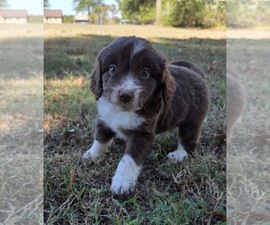 Aussiedoodle Puppy for sale in WILLS POINT, TX, USA