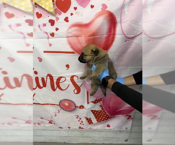 Medium Photo #1 Holland Shepherd-Unknown Mix Puppy For Sale in San Bernardino, CA, USA