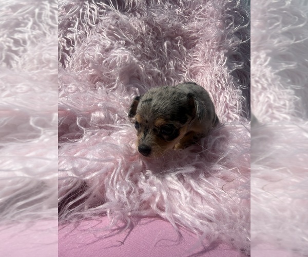 Medium Photo #10 Chihuahua Puppy For Sale in SHERMAN, TX, USA