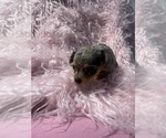 Small #9 Chihuahua