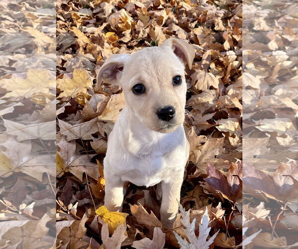 Medium Photo #2 Chihuahua-Unknown Mix Puppy For Sale in Plainfield, IL, USA