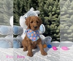 Puppy Fern Goldendoodle