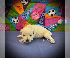 Schnoodle (Miniature) Puppy for sale in WINNSBORO, LA, USA