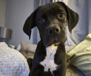 Cane Corso Puppy for sale in INDIANAPOLIS, IN, USA