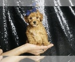 Small #1 Poodle (Toy)