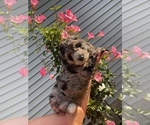 Puppy 2 Goldendoodle-Sheepadoodle Mix