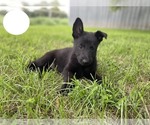 Small Photo #3 German Shepherd Dog Puppy For Sale in BOLIVAR, MO, USA