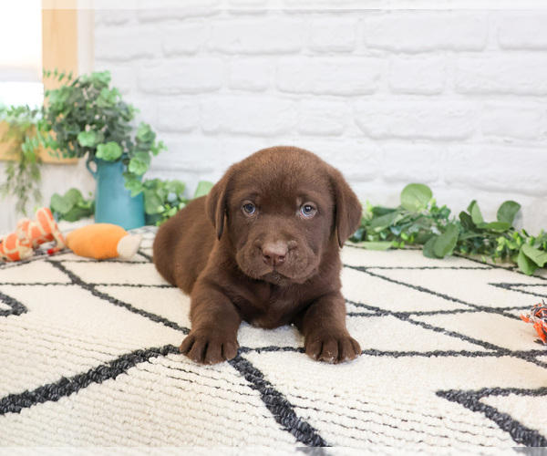 Medium Photo #4 Labrador Retriever Puppy For Sale in SYRACUSE, IN, USA