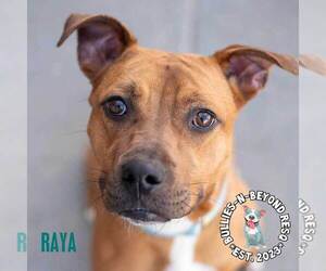 Raya - Female Boxer-Unknown Mix Dog for Adoption - Photo #8