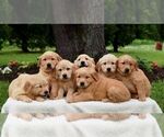 Small Photo #2 Golden Retriever Puppy For Sale in NEWPORT, PA, USA
