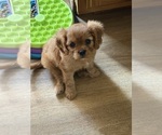 Small #4 Cavalier King Charles Spaniel