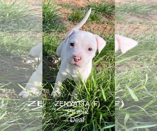 Medium Photo #2 Mutt Puppy For Sale in pomfret, CT, USA