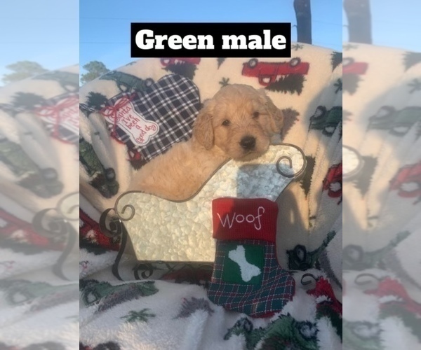 Medium Photo #1 Goldendoodle Puppy For Sale in HUGHES SPRINGS, TX, USA