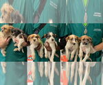 Small #1 Jack Russell Terrier Mix