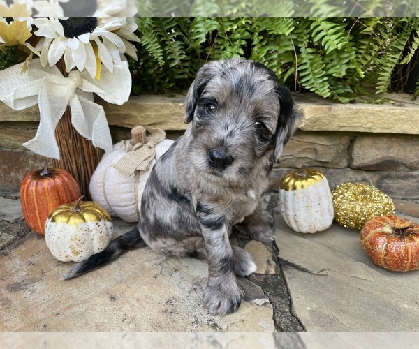 Medium Photo #14 Goldendoodle Puppy For Sale in CUMMING, GA, USA