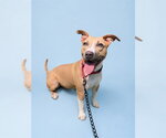 Small #1 American Pit Bull Terrier