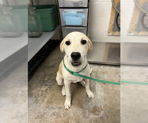 Labrador Retriever-Unknown Mix Dogs for adoption in San Andreas, CA, USA