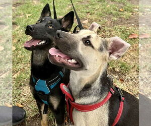 Piper - Female Labrador Retriever-Unknown Mix Dog for Adoption - Photo #8