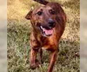 Chipin Dogs for adoption in Bristol, CT, USA