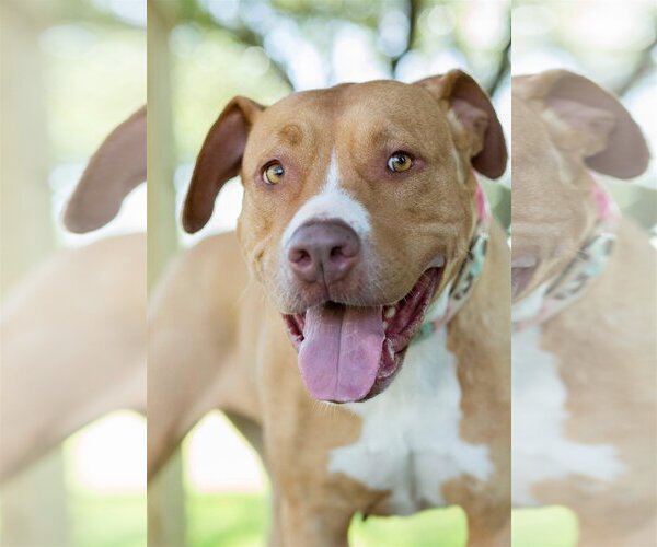 Medium Photo #3 American Pit Bull Terrier Puppy For Sale in Royse City, TX, USA